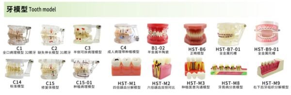 Teeth Model