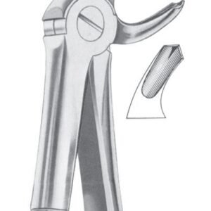 Lower Molars Right